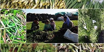  Uzmanlardan heliz otu ve mantar zehirlenmesi uyarısı    