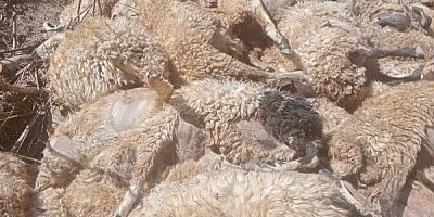 Van’da 335 Koyun Uçurumdan Düştü: